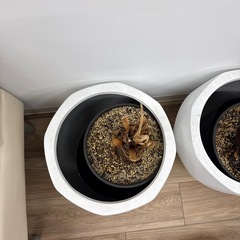 観葉植物の植木鉢の画像