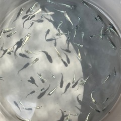 孫心めだか　銀花の画像