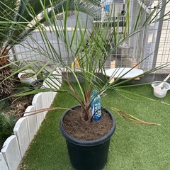 ココスヤシ　土上約70㌢　の画像