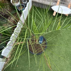 ココスヤシ　土上約70㌢　の画像