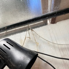 レプタイルゲージ　の画像