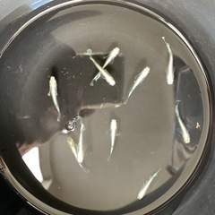 メダカ：極美！ヒレふさ血統
の画像