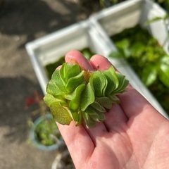 水草　サンショウモ　の画像