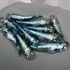 🎏現物🎏★レックウザ★５ペア★雄♂５匹★雌♀５匹★計10匹🎏の画像