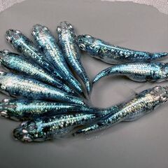 🎏現物🎏★レックウザ★５ペア★雄♂５匹★雌♀５匹★計10匹🎏の画像