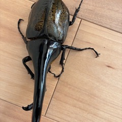 ヘラクレスオオカブト♂ 136ミリ　単品の画像