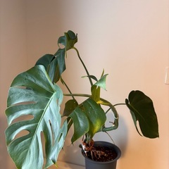 観葉植物🪴モンステラの画像