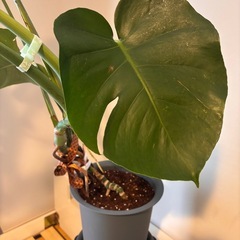 観葉植物🪴モンステラの画像