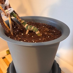 観葉植物🪴モンステラの画像