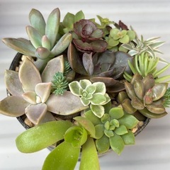 多肉植物寄せ植えの画像