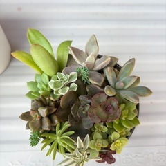 多肉植物寄せ植えの画像