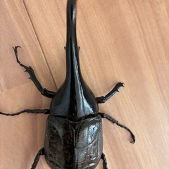 　ヘラクレスオオカブト　オス単品　　　　　
Ｂ品　 135ミリの画像