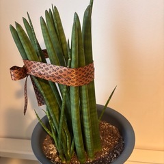 観葉植物🪴サンスベリアの画像