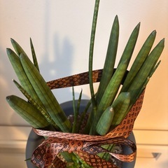 観葉植物🪴サンスベリアの画像