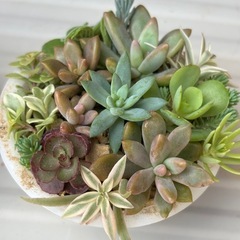 多肉植物寄せ植えの画像