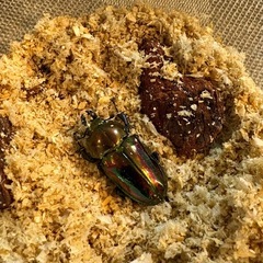 【3匹セット・即ブリ可】ニジイロクワガタ　♂軽度の羽パカ　43.5mm×フリー2匹の画像