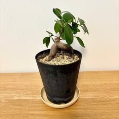ガジュマル　観葉植物　植物　緑　グリーンの画像