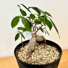 ガジュマル　観葉植物　植物　緑　グリーンの画像