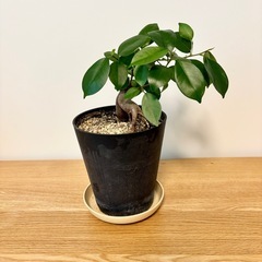 ガジュマル　観葉植物　植物　緑　グリーンの画像