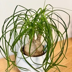 とっくりらん　トックリラン　観葉植物　グリーンの画像