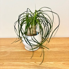 とっくりらん　トックリラン　観葉植物　グリーンの画像