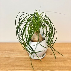 とっくりらん　トックリラン　観葉植物　グリーンの画像