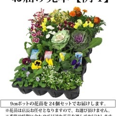お花　花苗　24苗の画像