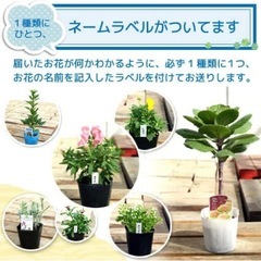 お花　花苗　24苗の画像