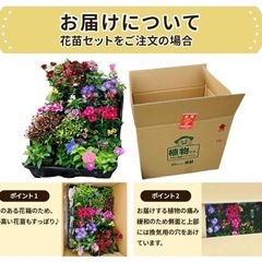 お花　花苗　24苗の画像