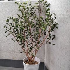 ベンジャミンバロックの画像