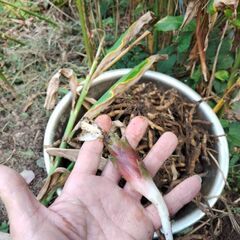 無料　茗荷の苗　茗荷の根　茗荷の種根　ミョウガ　みょうが　家庭菜園　農園　畑の画像