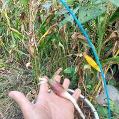 無料　茗荷の苗　茗荷の根　茗荷の種根　ミョウガ　みょうが　家庭菜園　農園　畑の画像