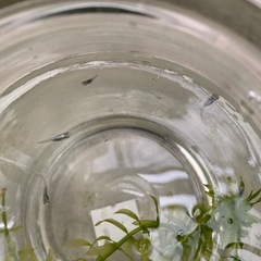 めだか瓶入り8匹程度の画像