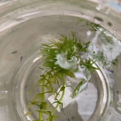 めだか瓶入り8匹程度の画像