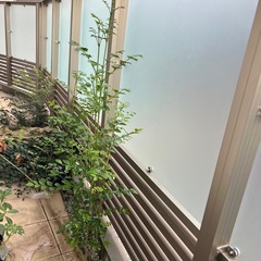 急募　生命力強い木欲しい人
の画像