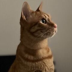茶トラ猫 里親 7歳 オス