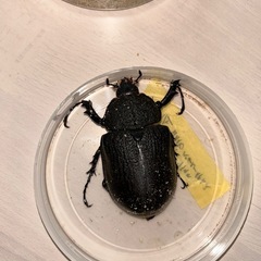 レックスゾウカブト成虫ペア1の画像