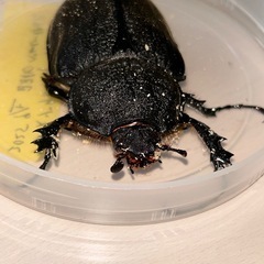 レックスゾウカブト成虫ペア1の画像