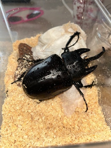 レックスゾウカブトオス単3