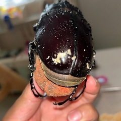 レックスゾウカブト成虫ペア1の画像
