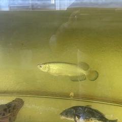 アロワナの画像