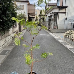 観葉植物　エバーフレッシュ　高さ１８０センチの画像