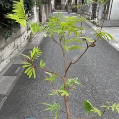観葉植物　エバーフレッシュ　高さ１８０センチの画像