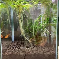 【無農薬・水草・浮草】アマゾンフロッグピット🌿／メダカ・熱帯魚・シュリンプにおすすめ！の画像