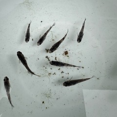メダカ【和墨】若魚　１０匹(オス５メス５)産卵中の画像