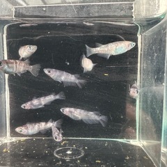 メダカ【和墨】若魚　１０匹(オス５メス５)産卵中の画像