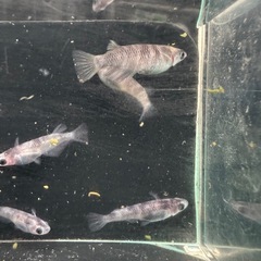 メダカ【和墨】若魚　１０匹(オス５メス５)産卵中の画像