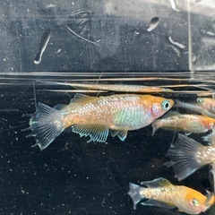 メダカ【ハイビスカス】幼魚〜若魚 ６匹(オスメス入り)の画像