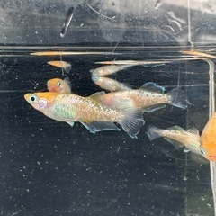 メダカ【ハイビスカス】幼魚〜若魚 ６匹(オスメス入り)の画像