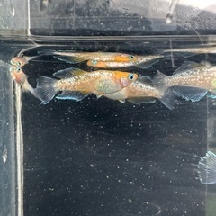 メダカ【ハイビスカス】幼魚〜若魚 ６匹(オスメス入り)の画像